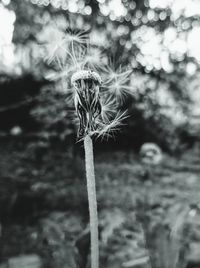 Close-up of dandelion