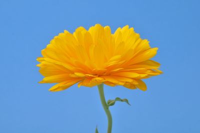 Close-up of yellow flower against clear blue sky