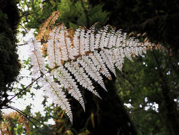 Low angle view of flowering plant against trees