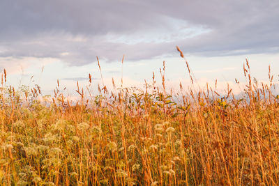 View of stalks in field against cloudy sky