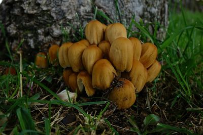 Close-up of mushroom on field