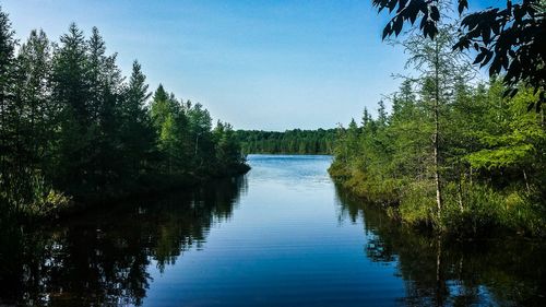 Reflection of trees in lake