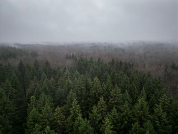 Trees in forest against sky