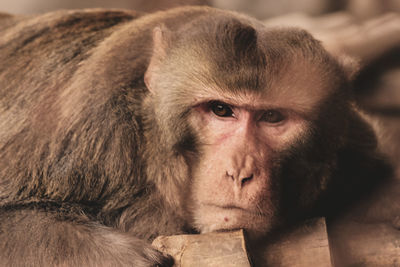 Close-up portrait of monkey relaxing outdoors