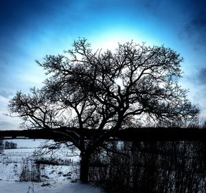 Low angle view of tree against sky during winter