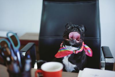 Close-up of dog sitting on chair at office desk