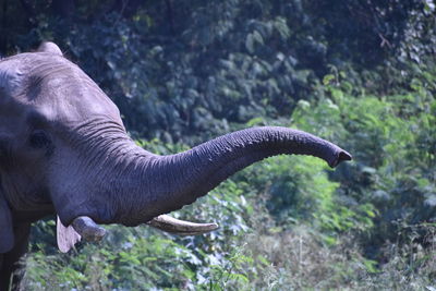 Close-up of elephant on rock