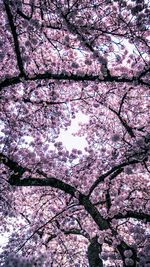 Low angle view of pink flowering tree