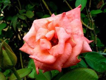 Close-up of rose blooming outdoors