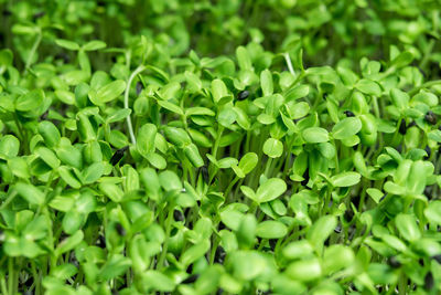 Full frame shot of chopped vegetables