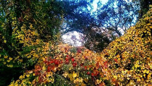 Yellow flowers growing on tree