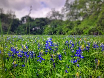 Close-up of purple wildflowers growing in field against sky