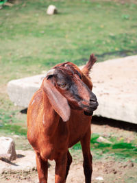 Horse standing on field