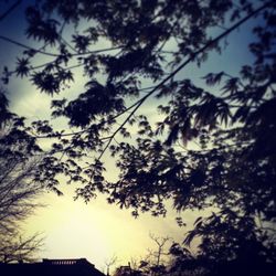 Low angle view of trees against sky