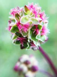 Close-up of pink flowers