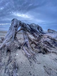 Driftwood on beach