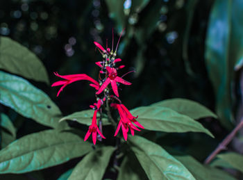 Close-up of red flowering plant leaves