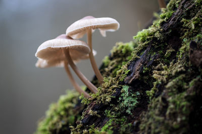 Close-up of mushrooms growing on log