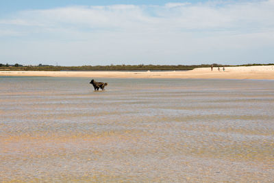 Dog on beach against sky