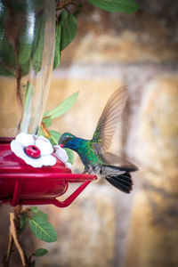 Close-up of bird flying