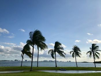 Palm trees on beach against sky