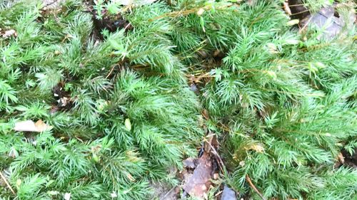 High angle view of plants growing on field