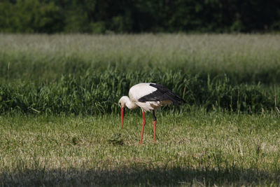 White stork foraging in a field in summer