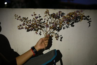 Close-up of hand holding flowering plant