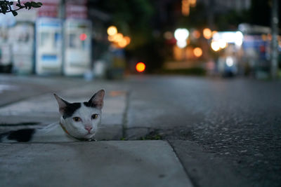 Portrait of cat on street at night