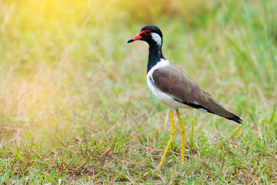 Close-up of bird on grass