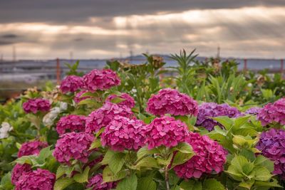 Close-up of pink flowering plants against sky