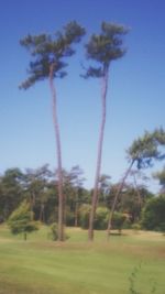 Low angle view of trees on field against clear blue sky