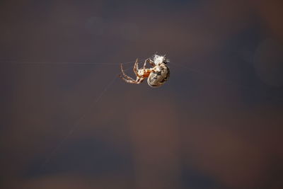 Close-up of spider on web