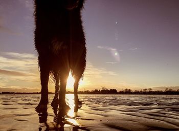 Low section of dog at sea shore against sky