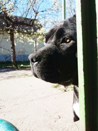 Close-up portrait of black dog