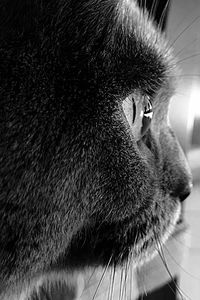 Close-up portrait of a cat