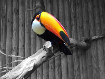 Close-up of parrot perching on wood