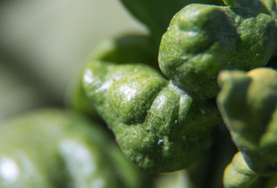 Close-up of green leaf