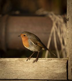 Close-up of bird perching on wooden post