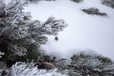 Close-up of frozen trees during winter