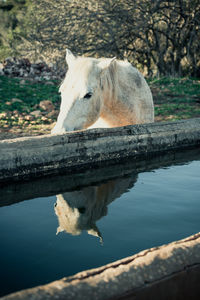 Portrait of white horse reflected in the water of a stone trough 