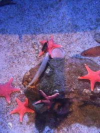 Close-up of crab swimming in aquarium