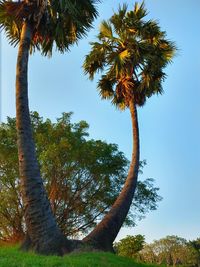 Low angle view of palm trees against sky