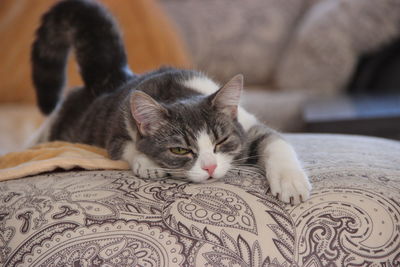 Close-up of cat sleeping on sofa