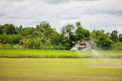 Agriculture drones fly over rice fields sprinkling fertilizer