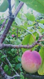 Close-up of fruits growing on tree