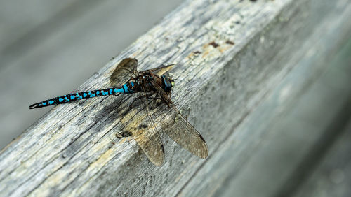 High angle view of butterfly on wood