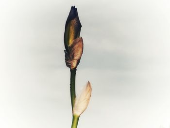 Close-up of red rose flower bud against sky