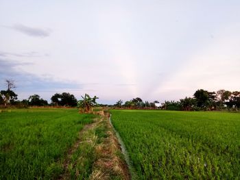 Scenic view of agricultural field against sky