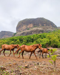 Horse standing on mountain